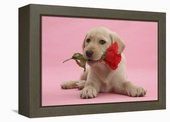 Yellow Labrador Retriever Bitch Puppy, 10 Weeks, with a Red Rose-Mark Taylor-Framed Premier Image Canvas