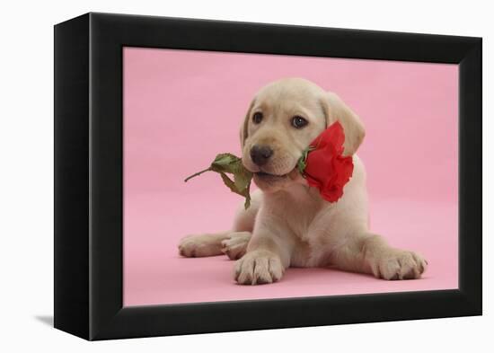 Yellow Labrador Retriever Bitch Puppy, 10 Weeks, with a Red Rose-Mark Taylor-Framed Premier Image Canvas