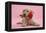 Yellow Labrador Retriever Bitch Puppy, 10 Weeks, with a Red Rose-Mark Taylor-Framed Premier Image Canvas