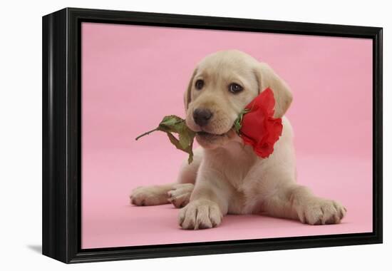 Yellow Labrador Retriever Bitch Puppy, 10 Weeks, with a Red Rose-Mark Taylor-Framed Premier Image Canvas