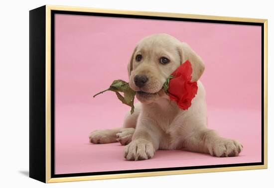 Yellow Labrador Retriever Bitch Puppy, 10 Weeks, with a Red Rose-Mark Taylor-Framed Premier Image Canvas