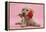 Yellow Labrador Retriever Bitch Puppy, 10 Weeks, with a Red Rose-Mark Taylor-Framed Premier Image Canvas