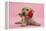 Yellow Labrador Retriever Bitch Puppy, 10 Weeks, with a Red Rose-Mark Taylor-Framed Premier Image Canvas