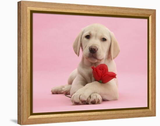 Yellow Labrador Retriever Bitch Puppy, 10 Weeks, with a Red Rose-Mark Taylor-Framed Premier Image Canvas