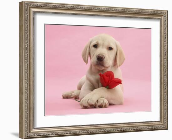 Yellow Labrador Retriever Bitch Puppy, 10 Weeks, with a Red Rose-Mark Taylor-Framed Photographic Print