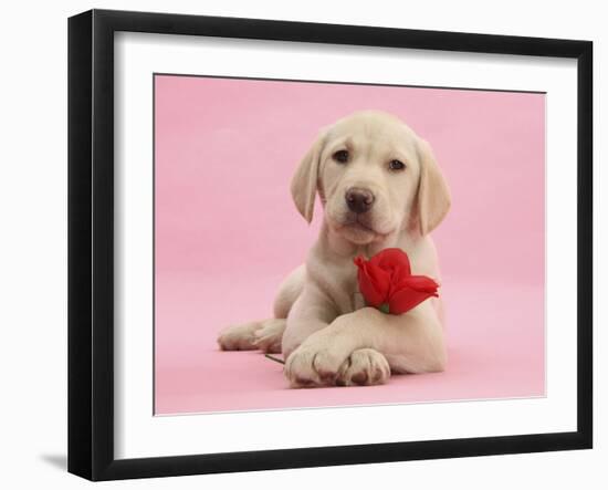 Yellow Labrador Retriever Bitch Puppy, 10 Weeks, with a Red Rose-Mark Taylor-Framed Photographic Print