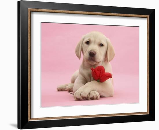 Yellow Labrador Retriever Bitch Puppy, 10 Weeks, with a Red Rose-Mark Taylor-Framed Photographic Print