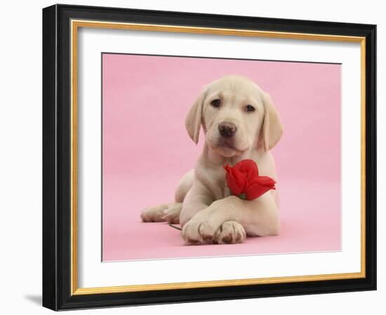 Yellow Labrador Retriever Bitch Puppy, 10 Weeks, with a Red Rose-Mark Taylor-Framed Photographic Print