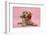 Yellow Labrador Retriever Bitch Puppy, 10 Weeks, with a Red Rose-Mark Taylor-Framed Photographic Print