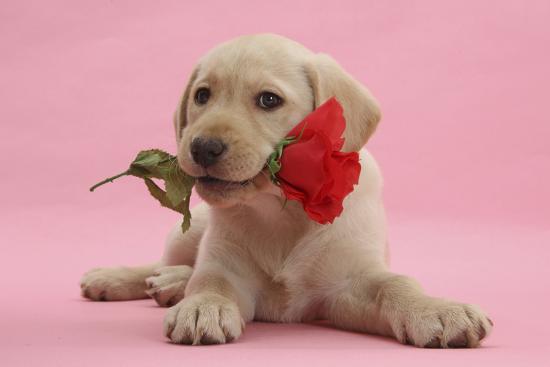 yellow-labrador-retriever-bitch-puppy-10