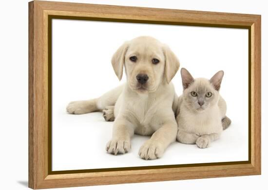 Yellow Labrador Retriever Bitch Puppy, 9 Weeks, and Young Burmese Cat-Mark Taylor-Framed Premier Image Canvas