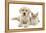 Yellow Labrador Retriever Bitch Puppy, 9 Weeks, and Young Burmese Cat-Mark Taylor-Framed Premier Image Canvas