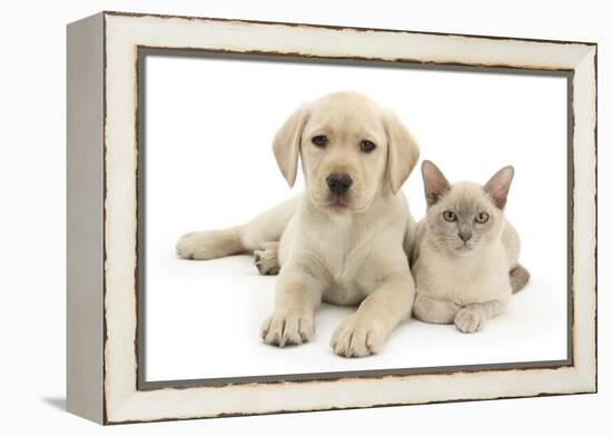 Yellow Labrador Retriever Bitch Puppy, 9 Weeks, and Young Burmese Cat-Mark Taylor-Framed Premier Image Canvas