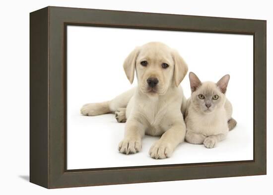 Yellow Labrador Retriever Bitch Puppy, 9 Weeks, and Young Burmese Cat-Mark Taylor-Framed Premier Image Canvas