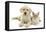 Yellow Labrador Retriever Bitch Puppy, 9 Weeks, and Young Burmese Cat-Mark Taylor-Framed Premier Image Canvas