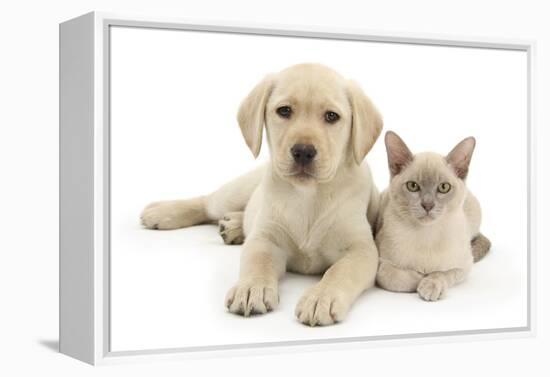 Yellow Labrador Retriever Bitch Puppy, 9 Weeks, and Young Burmese Cat-Mark Taylor-Framed Premier Image Canvas