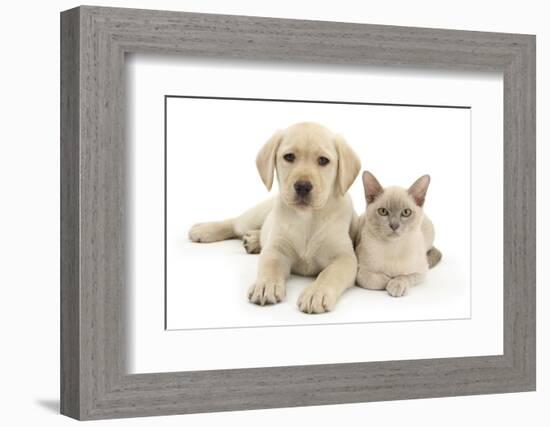 Yellow Labrador Retriever Bitch Puppy, 9 Weeks, and Young Burmese Cat-Mark Taylor-Framed Photographic Print