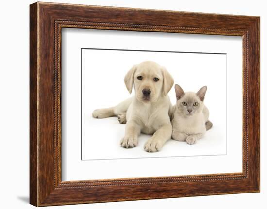 Yellow Labrador Retriever Bitch Puppy, 9 Weeks, and Young Burmese Cat-Mark Taylor-Framed Photographic Print