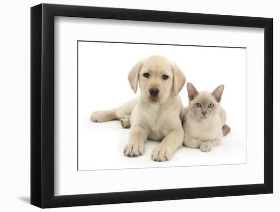 Yellow Labrador Retriever Bitch Puppy, 9 Weeks, and Young Burmese Cat-Mark Taylor-Framed Photographic Print