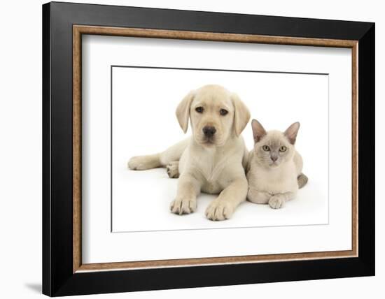 Yellow Labrador Retriever Bitch Puppy, 9 Weeks, and Young Burmese Cat-Mark Taylor-Framed Photographic Print