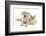 Yellow Labrador Retriever Bitch Puppy, 9 Weeks, and Young Burmese Cat-Mark Taylor-Framed Photographic Print