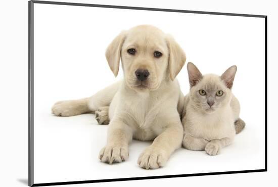 Yellow Labrador Retriever Bitch Puppy, 9 Weeks, and Young Burmese Cat-Mark Taylor-Mounted Photographic Print