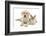 Yellow Labrador Retriever Bitch Puppy, 9 Weeks, and Young Burmese Cat-Mark Taylor-Framed Photographic Print