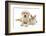 Yellow Labrador Retriever Bitch Puppy, 9 Weeks, and Young Burmese Cat-Mark Taylor-Framed Photographic Print