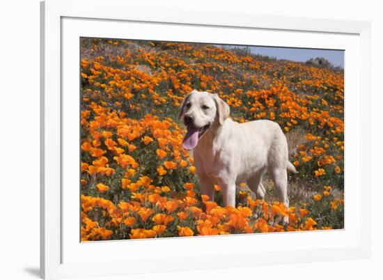 Yellow Labrador Retriever dog in a field of poppies-Zandria Muench Beraldo-Framed Photographic Print