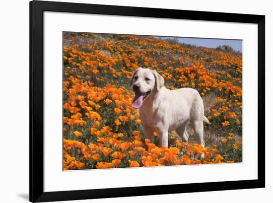 Yellow Labrador Retriever dog in a field of poppies-Zandria Muench Beraldo-Framed Photographic Print