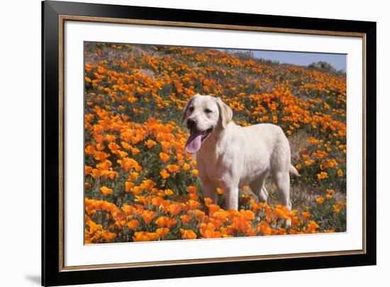 Yellow Labrador Retriever dog in a field of poppies-Zandria Muench Beraldo-Framed Photographic Print