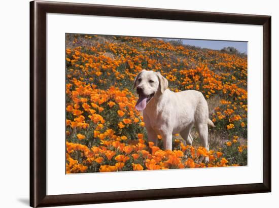 Yellow Labrador Retriever dog in a field of poppies-Zandria Muench Beraldo-Framed Photographic Print