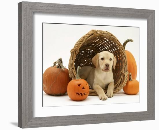 Yellow Labrador Retriever Pup Lying in Wicker Basket and Pumpkins at Halloween-Jane Burton-Framed Photographic Print