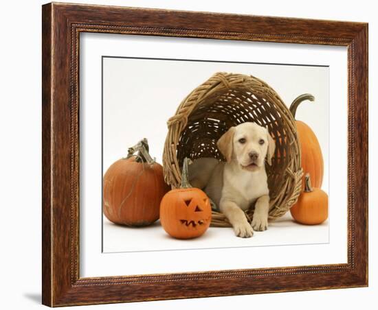 Yellow Labrador Retriever Pup Lying in Wicker Basket and Pumpkins at Halloween-Jane Burton-Framed Photographic Print