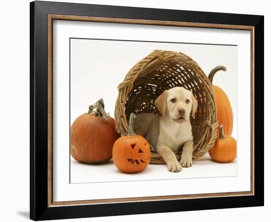 Yellow Labrador Retriever Pup Lying in Wicker Basket and Pumpkins at Halloween-Jane Burton-Framed Photographic Print