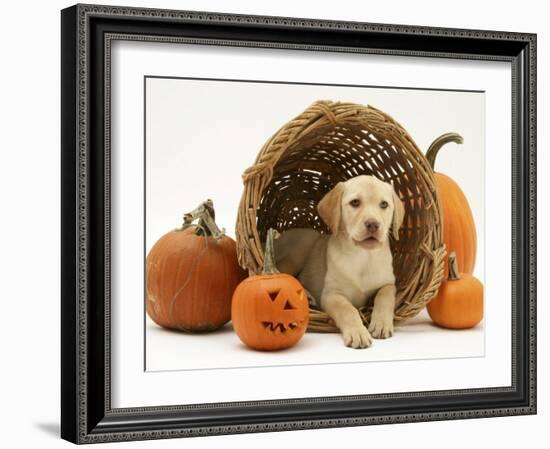 Yellow Labrador Retriever Pup Lying in Wicker Basket and Pumpkins at Halloween-Jane Burton-Framed Photographic Print