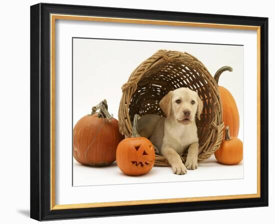 Yellow Labrador Retriever Pup Lying in Wicker Basket and Pumpkins at Halloween-Jane Burton-Framed Photographic Print