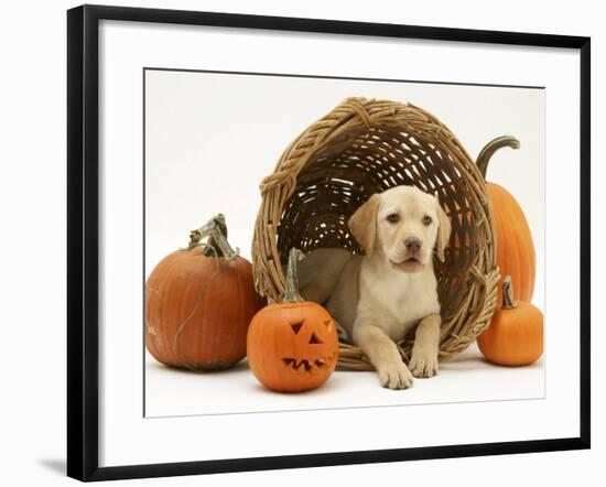 Yellow Labrador Retriever Pup Lying in Wicker Basket and Pumpkins at Halloween-Jane Burton-Framed Photographic Print