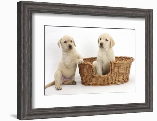 Yellow Labrador Retriever Puppies, 7 Weeks, in a Wicker Dog Basket-Mark Taylor-Framed Photographic Print