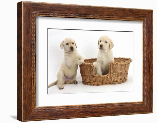 Yellow Labrador Retriever Puppies, 7 Weeks, in a Wicker Dog Basket-Mark Taylor-Framed Photographic Print