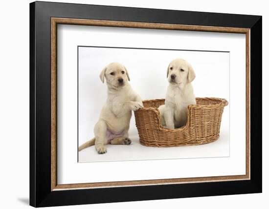 Yellow Labrador Retriever Puppies, 7 Weeks, in a Wicker Dog Basket-Mark Taylor-Framed Photographic Print