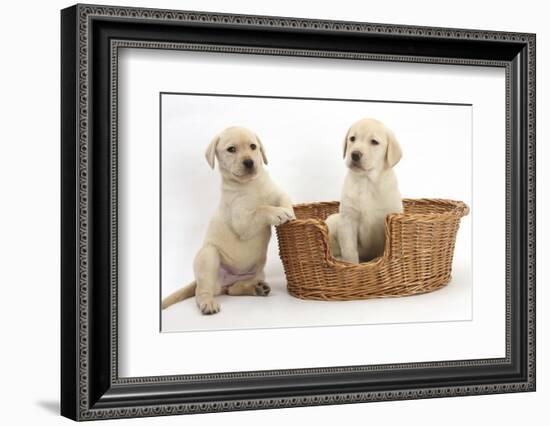 Yellow Labrador Retriever Puppies, 7 Weeks, in a Wicker Dog Basket-Mark Taylor-Framed Photographic Print