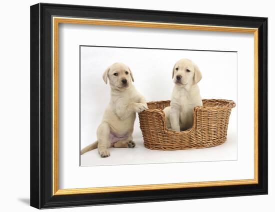 Yellow Labrador Retriever Puppies, 7 Weeks, in a Wicker Dog Basket-Mark Taylor-Framed Photographic Print