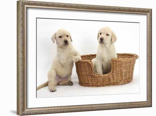 Yellow Labrador Retriever Puppies, 7 Weeks, in a Wicker Dog Basket-Mark Taylor-Framed Photographic Print