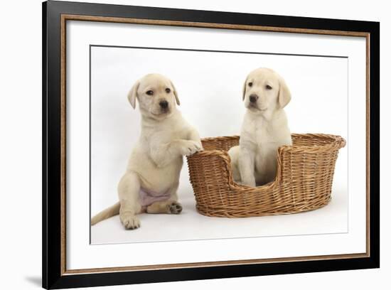 Yellow Labrador Retriever Puppies, 7 Weeks, in a Wicker Dog Basket-Mark Taylor-Framed Photographic Print