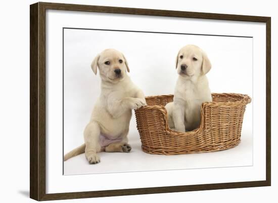 Yellow Labrador Retriever Puppies, 7 Weeks, in a Wicker Dog Basket-Mark Taylor-Framed Photographic Print