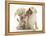 Yellow Labrador Retriever Puppies, 9 Weeks, Playing with a Ragger Toy-Mark Taylor-Framed Premier Image Canvas