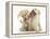 Yellow Labrador Retriever Puppies, 9 Weeks, Playing with a Ragger Toy-Mark Taylor-Framed Premier Image Canvas