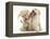 Yellow Labrador Retriever Puppies, 9 Weeks, Playing with a Ragger Toy-Mark Taylor-Framed Premier Image Canvas