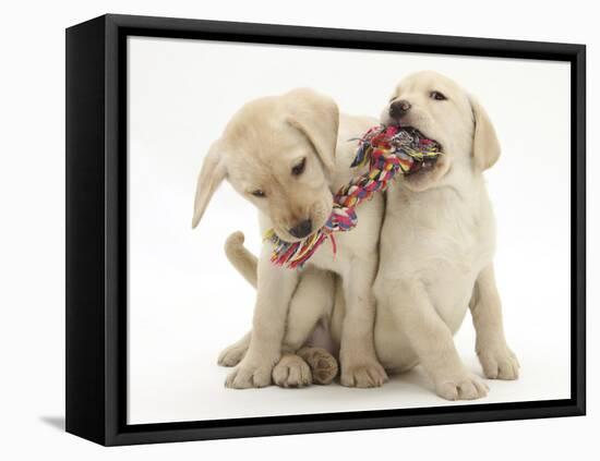 Yellow Labrador Retriever Puppies, 9 Weeks, Playing with a Ragger Toy-Mark Taylor-Framed Premier Image Canvas